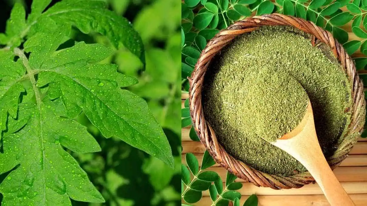 High-Quality Moringa Powder